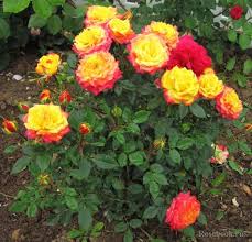 Maybe you would like to learn more about one of these? 62 Roses Miniature Ideas Rose Varieties Floral Industry Rose
