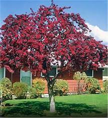 Crab apples are same as apples but bear smaller, tarter fruits. Prairifire Flowering Crabapple Tree On The Tree Guide At Arborday Org