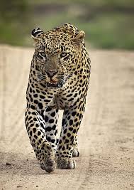 Leopard Hunting Preferably Archery But These Are The Most Dangerous Of The Big Five Leopard Hunting Lion Images Animals
