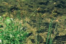 Image result for Juncaceae