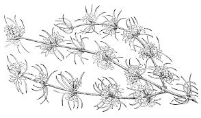 Image result for Lannea virgata