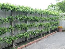 Image Result For Easy Garden Ideas Along Fence Line Fruit Trees Backyard Fruit Tree Garden Espalier Fruit Trees