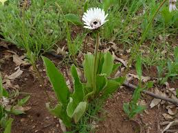 Image result for Gerbera viridifolia