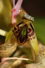 Image result for Bulbophyllum schinzianum