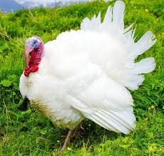 Big Birds That Look Like Turkeys Broad Breasted White Turkey Turkey Breeds Turkey Breeds