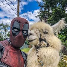 Zoology · 1 decade ago. Deadpool And The Llama From Twitter Caesar The No Drama Llama Marvel