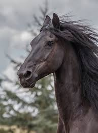another horse meaning is journey it signifies the time to set your soul free and jump over the hurdles of your life with str horses horse photos pretty horses