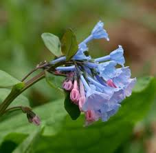 Maybe you would like to learn more about one of these? A Guide To Spring Ephimerals Triangle Gardener Magazine