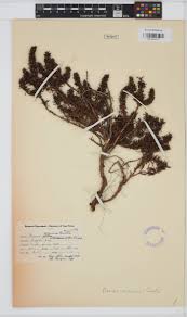 Image result for Agathisanthemum bojeri