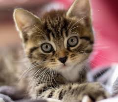 Webmd describes what to expect and when you'll have kittens! Become A Purrfect Pals Foster Parent Purrfect Pals