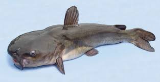 Catfish are among the most popular groups of fish with over 7 million catfish anglers nationwide. White Catfish