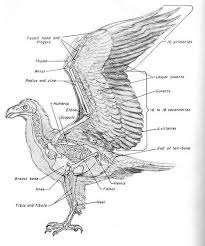 Bird Anatomy Google Search Skeleton Anatomy Animal Skeletons Bird Drawings