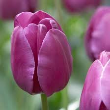 Top Tulips That Come Back Every Year Tulips Flowers Mothers Day Flowers