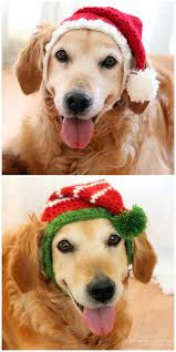 Crochet Christmas Dog Hats The Whoot Crochet Christmas Hats Dog Sweater Crochet Pattern Crochet Dog Clothes