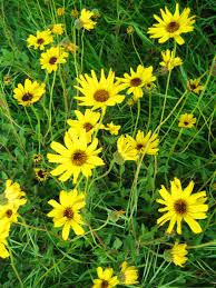 The palos verdes peninsula is one of the most beautiful places in the u.s. 67 Pv Peninsula Plants Ideas Plants Plant Nursery Native Plants