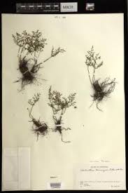 Image result for Cheilanthes angustifrondosa