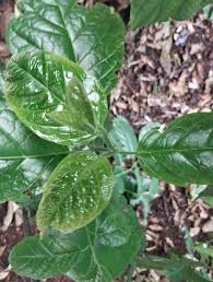 Image result for Ehretia cymosa