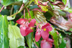 Image result for Begoniaceae