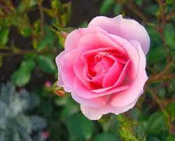 Check spelling or type a new query. Shakespeare Roses A Shakespeare Garden