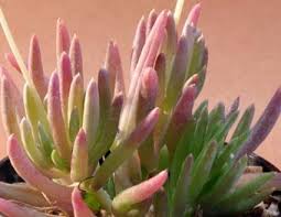 Image result for Othonna carnosa