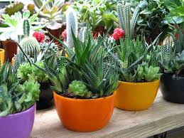 Cara mengusir makhluk halus kiriman orang dengan daun kelor. 7 Tanaman Pengusir Jin Yang Dipercaya Ampuh Untuk Melindungi Rumah