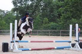 Can All Horses Really Jump You Ll Be Surprised