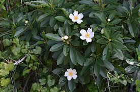 Image result for Lasianthus