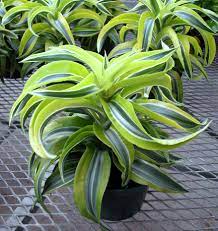 Dracaena is a large family of plants that are very popular as indoor plants because they easily adapt to dracaena lemon lime boasts brightly colored yellow and green stripped leaves. 7 Indoor Plants To Brighten And Purify Your Home Or Office Porch Plants Dracaena Plant Plants