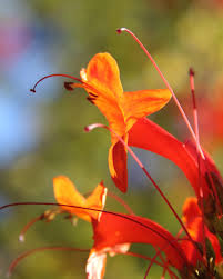 Image result for Tecoma capensis