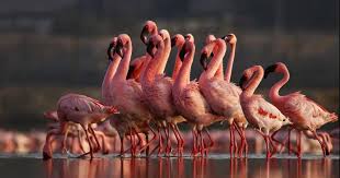 Image result for lesser flamingo