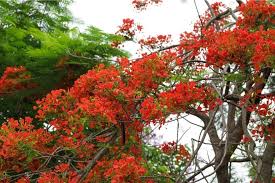 Delonix regia (flamboyant) is a species of tree in the family fabaceae. Flamboyant Tree And Flower Meaning And Symbolism Florgeous