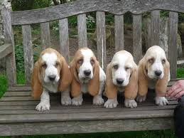 Black And White Basset Hound Puppies For Sale Lemon Basset Hounds Basset Hound Puppy Bassett Hound Hound Puppies