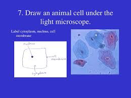Light microscopy (the use of microscopes is called microscopy), in plant cells c. Cells Ppt Download