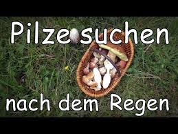 Pilze Im Portrat Der Gift Safranschirmling Youtube