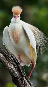Pretty birds beautiful birds animals beautiful beautiful gorgeous pretty baby beautiful scenery beautiful things beautiful pictures exotic. Pin By Maia Mosashvili On Birds Colorful Birds Beautiful Birds Pet Birds