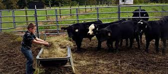 Not redeemable for cash, consumer pays any sales tax and/or applicable shipping fees. How To Raise Mini Cows For Prepping And Shtf Ask A Prepper