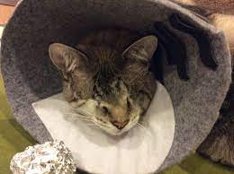 Pin On Diy Pet Cone Collar