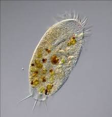 Protist Phyla Characteristics Examples Study Com