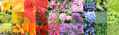 composite color chart collage of a large variety of flowers and