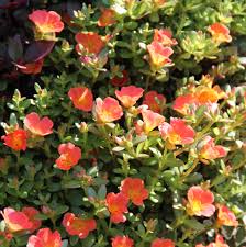 Image result for Tacazzea rosmarinifolia