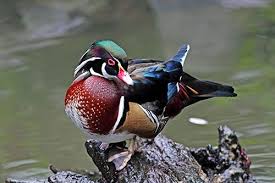 Wood Duck Preening Wood Ducks Animals Duck Hunting