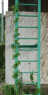 In established gardens grow climbers, such as clematis, through shrubs or small trees to give added interest. Vine Wikipedia
