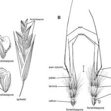 Image result for Pentameris pictigluma