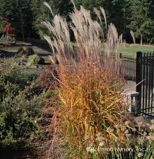 Image result for Miscanthus violaceus