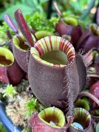 Image result for Conostomium zoutpansbergense