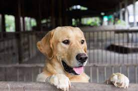 To place neglected and/or unwanted great danes into loving, permanent homes. Labrador Rescue Kent Labrador Rescue Kent