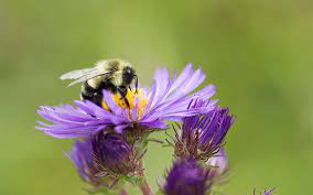 Bees start pollinating plants by landing on flowers. Bees As Part Of Ecosystems