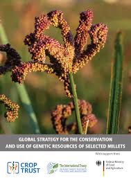 Image result for Digitaria appropinquata