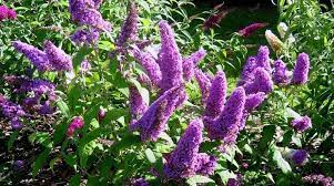 Pruning Buddleias Butterfly Bushes How When To Prune Gardenseeker Com