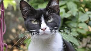 Ebay.de has been visited by 100k+ users in the past month Black And White Cats 11 Fascinating Facts About These Dapper Felines The Dog People By Rover Com